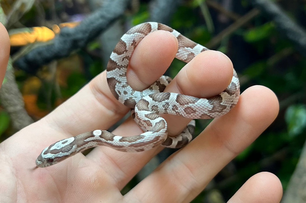 Baby Red Factor Ghost het Amel Corn Snake