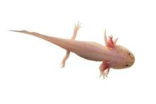 Load image into Gallery viewer, Axolotl