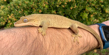Load image into Gallery viewer, Adult Sarasinorum Gecko (Male)