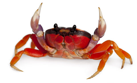 Halloween Moon Crab