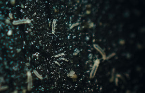 Springtails