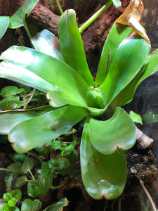 Assorted Bromeliads