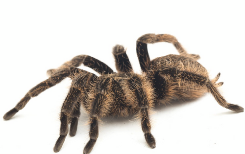Curly Hair Tarantula