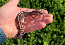 Load image into Gallery viewer, Adult African Fat-Tail Gecko