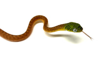 Load image into Gallery viewer, Baby Green-Eyed Cat Snake