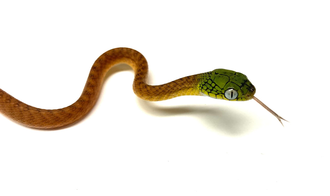 Baby Green-Eyed Cat Snake