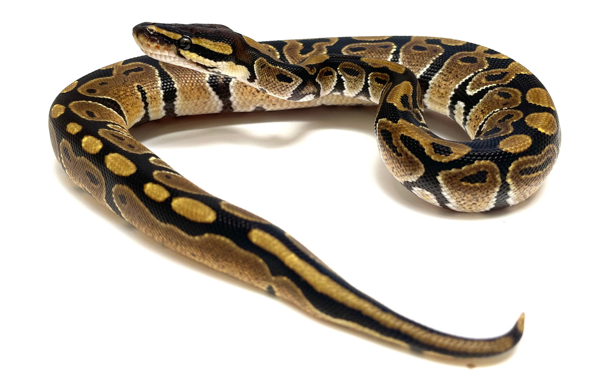 Baby Ball Python – Scales and Tails of Ohio