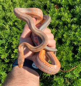 Sub-Adult ‘High-Orange’ Baird's Ratsnake (Male)