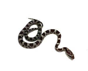 Baby Miami x Okeetee Corn Snake