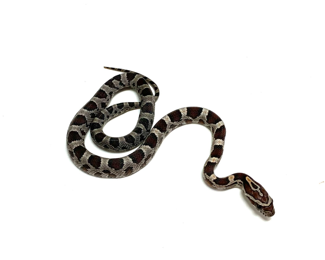 Baby Miami x Okeetee Corn Snake