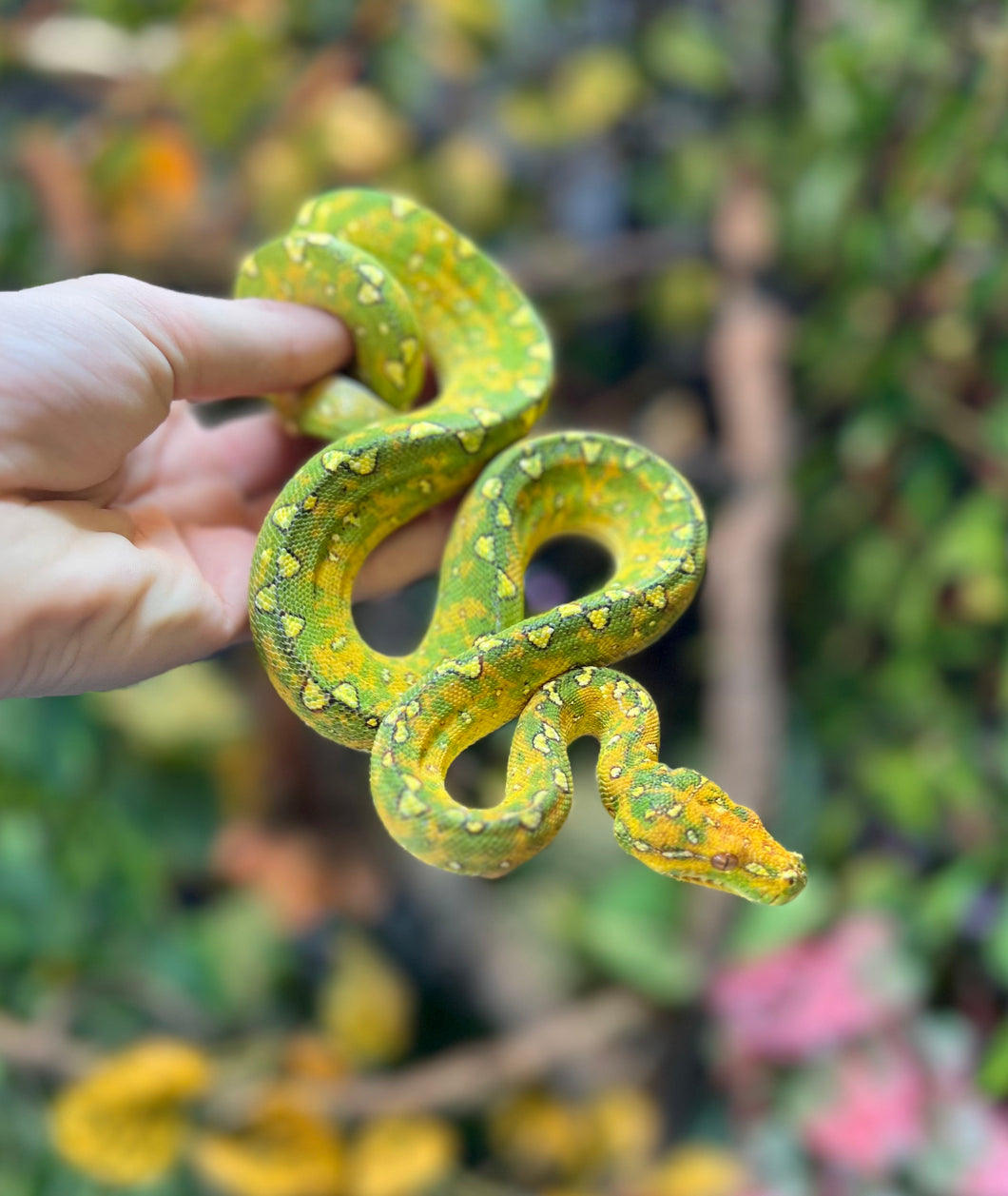Sub-Adult Biak Green Tree Python (Male)