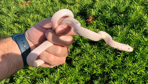 Juvenile Leucistic Texas Ratsnake (Male)