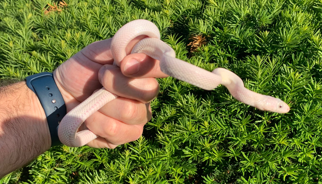 Juvenile Leucistic Texas Ratsnake (Male)
