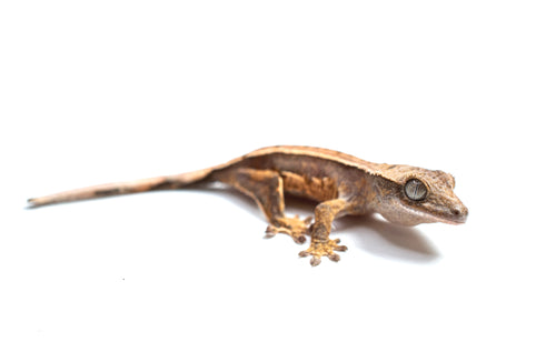 Baby Crested Gecko