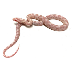 Baby Snow Corn Snake