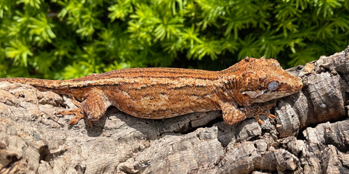 Adult Red Stripe Gargoyle Gecko (Female)