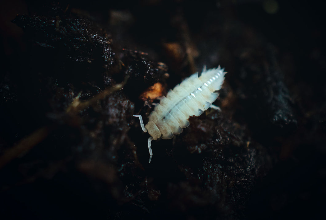 Dwarf White Isopod 25 ct