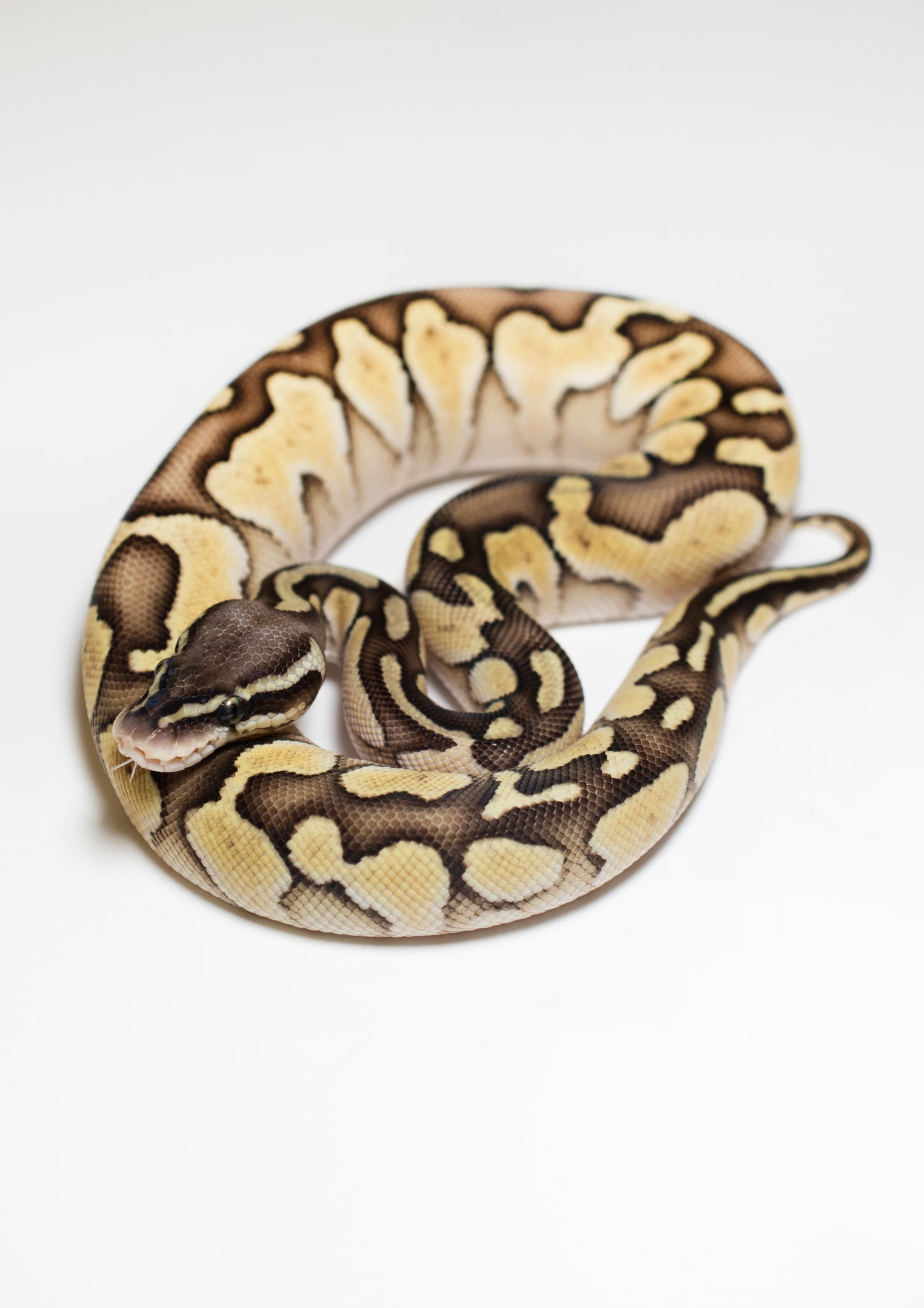Jet Fuel Ball Python Butter Fire Ball Python – Scales and Tails of Ohio