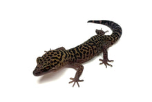Load image into Gallery viewer, Adult Chinese Cave Gecko (Pair)