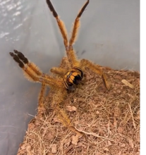 Load image into Gallery viewer, David Bowie Huntsman Spider