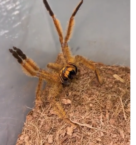 David Bowie Huntsman Spider