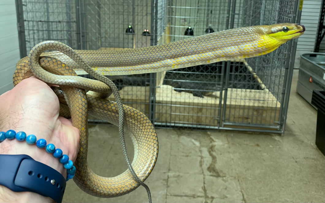 Adult ‘Silver Phase’ Red Tailed Green Ratsnake (Male 2)