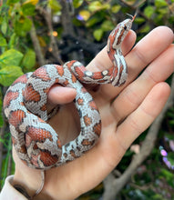 Load image into Gallery viewer, Miami Okeetee het Amel Corn Snake (Female)