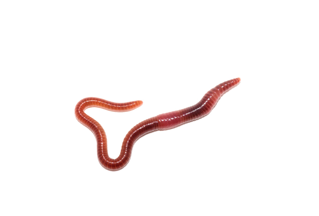 Red Wigglers - Worms