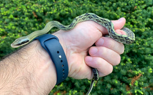 Baby Blue Beauty Ratsnake