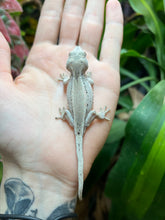 Load image into Gallery viewer, Juvenile Striped Gargoyle Gecko