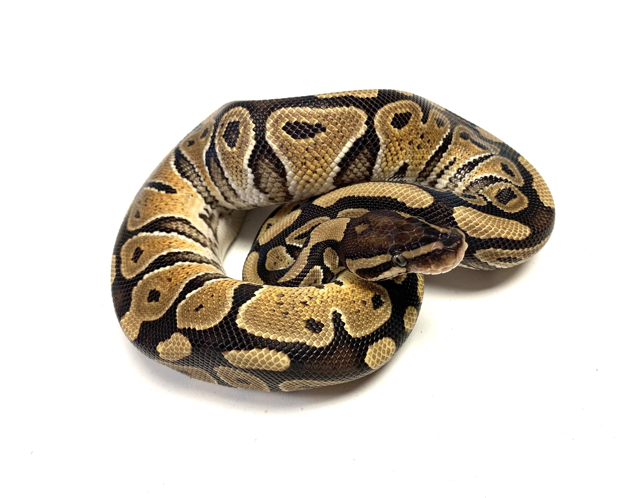 Baby Ball Python – Scales and Tails of Ohio