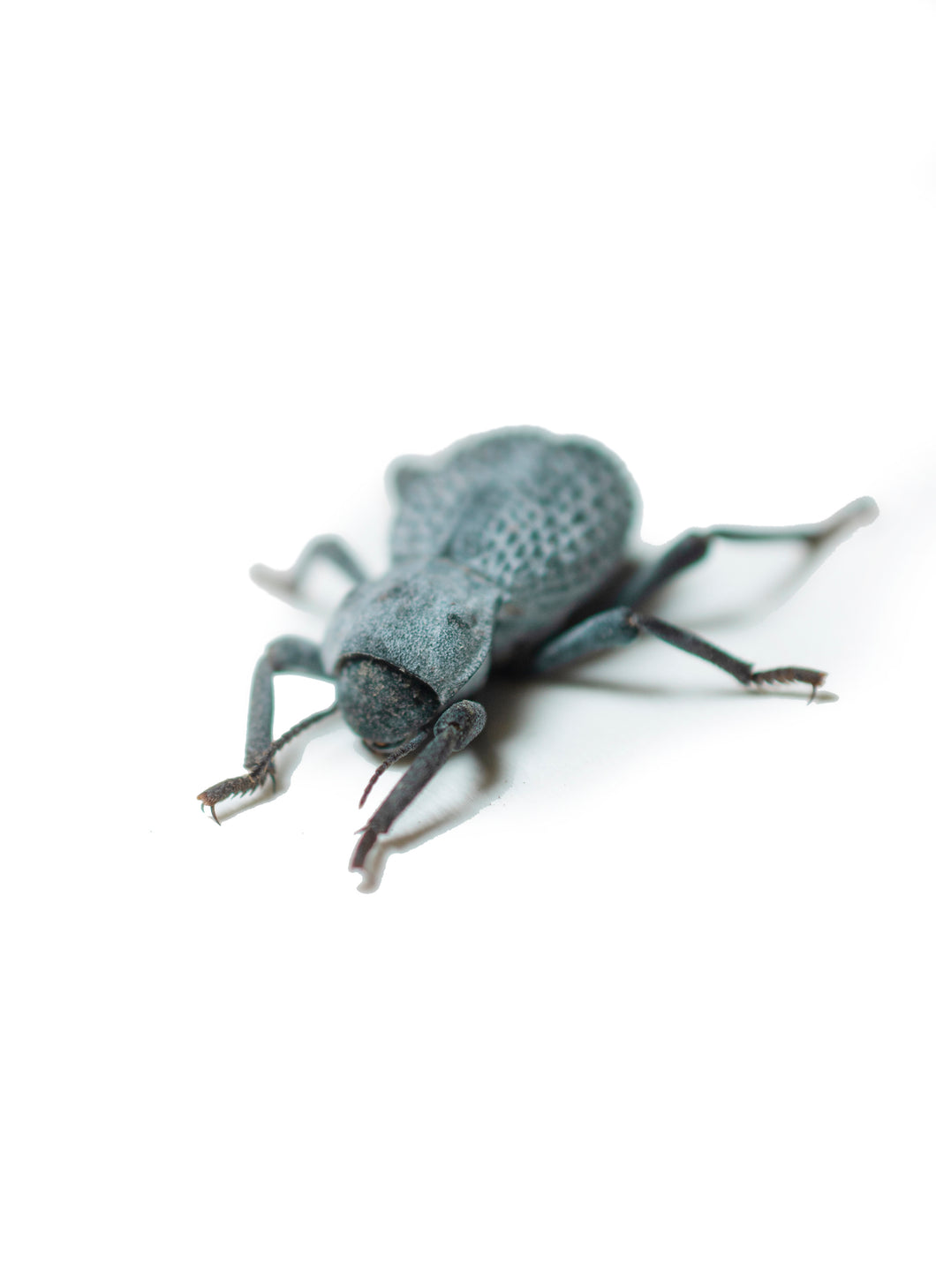 Blue Death Feigning Beetle