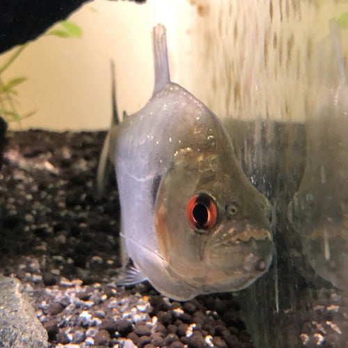 Black Diamond Piranha