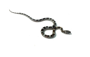Baby Kastanie Bloodred Corn Snake