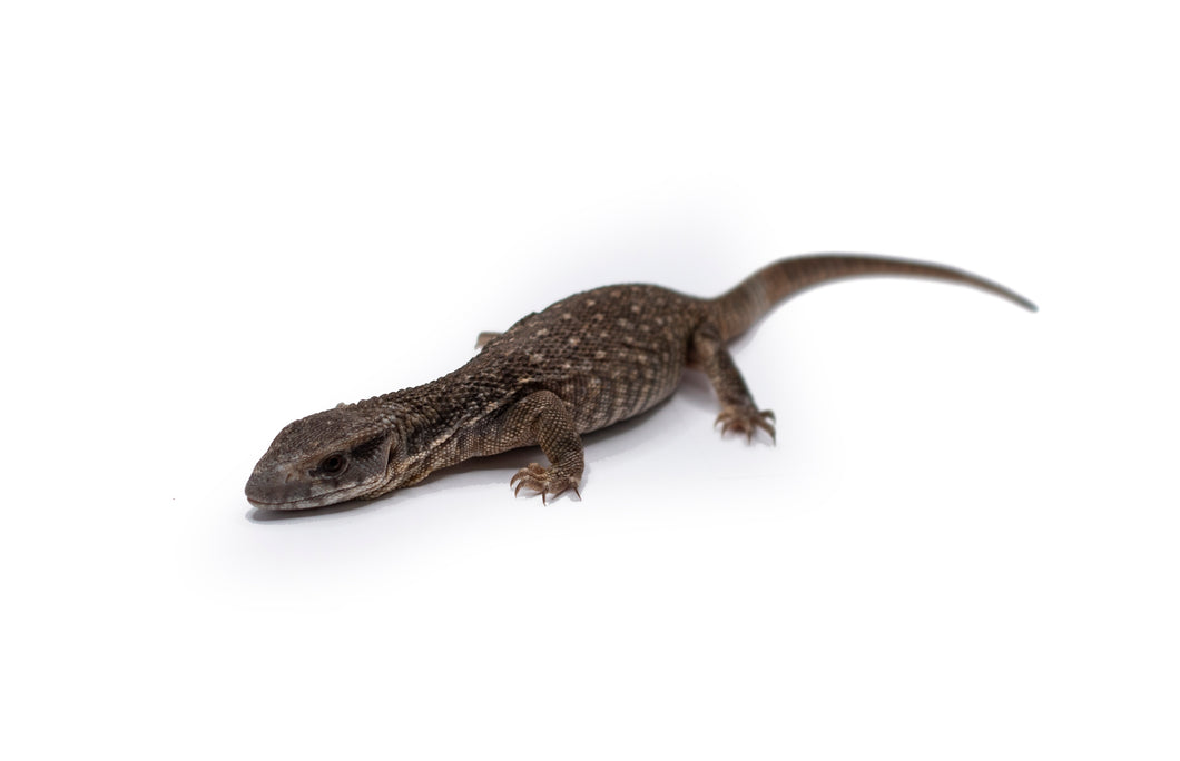 Baby Savannah Monitor