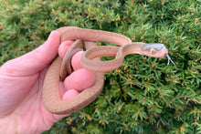 Load image into Gallery viewer, Juvenile Black Headed Cat Snake (Female)