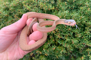 Juvenile Black Headed Cat Snake (Female)