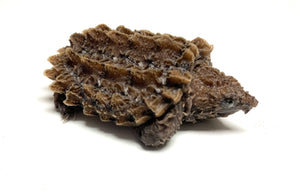 Baby Alligator Snapping Turtle