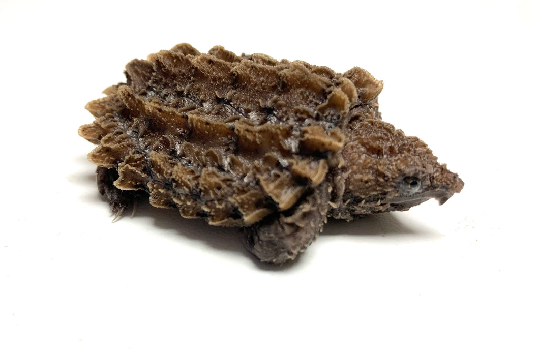 Baby Alligator Snapping Turtle