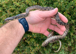 Sub-Adult Blotched Ratsnake (Nikolaev Locale)
