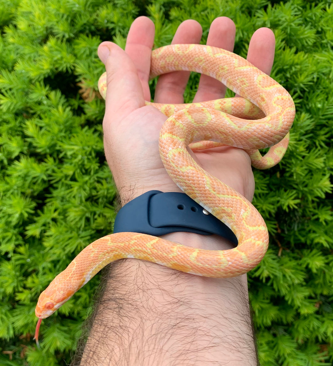 Sub-Adult Pink Flamingo Albino Corn Snake (Male)