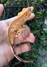 Load image into Gallery viewer, Juvenile Dalmatian Pinstripe Crested Gecko (Male)