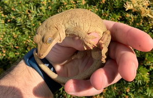 Adult Sarasinorum Gecko (Male)