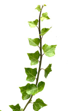 Load image into Gallery viewer, English Ivy