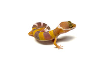 Load image into Gallery viewer, Baby ‘Giant’ Leopard Gecko