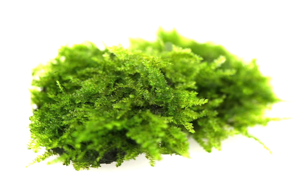 Java Moss
