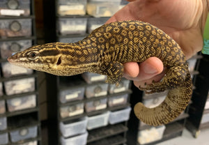 Adult Yellow Ackie Monitor (Imperfect Male)