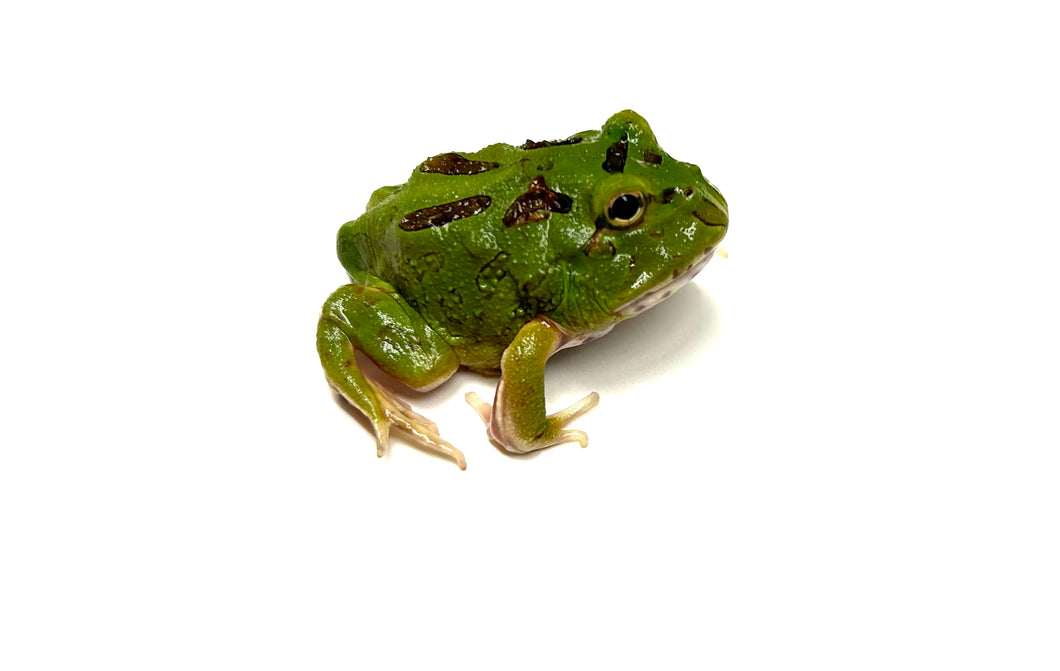 Baby Green Apple Pacman Frog Scales and Tails of Ohio