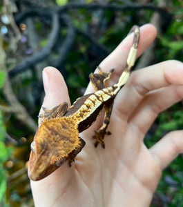 Juvenile ‘Soft Scale’ Cream Harlequin Crested Gecko (Male)