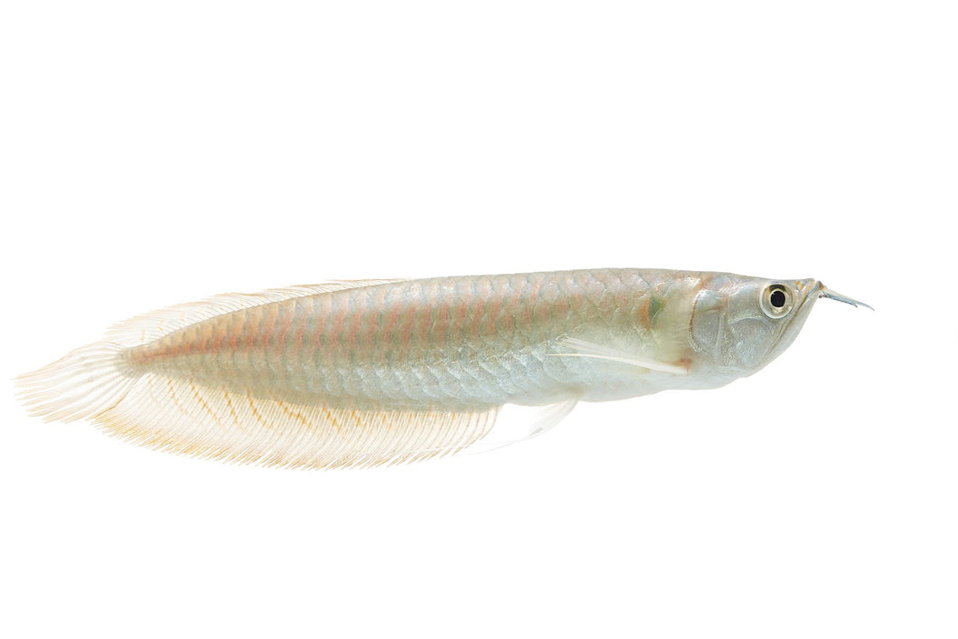 Silver Arowana